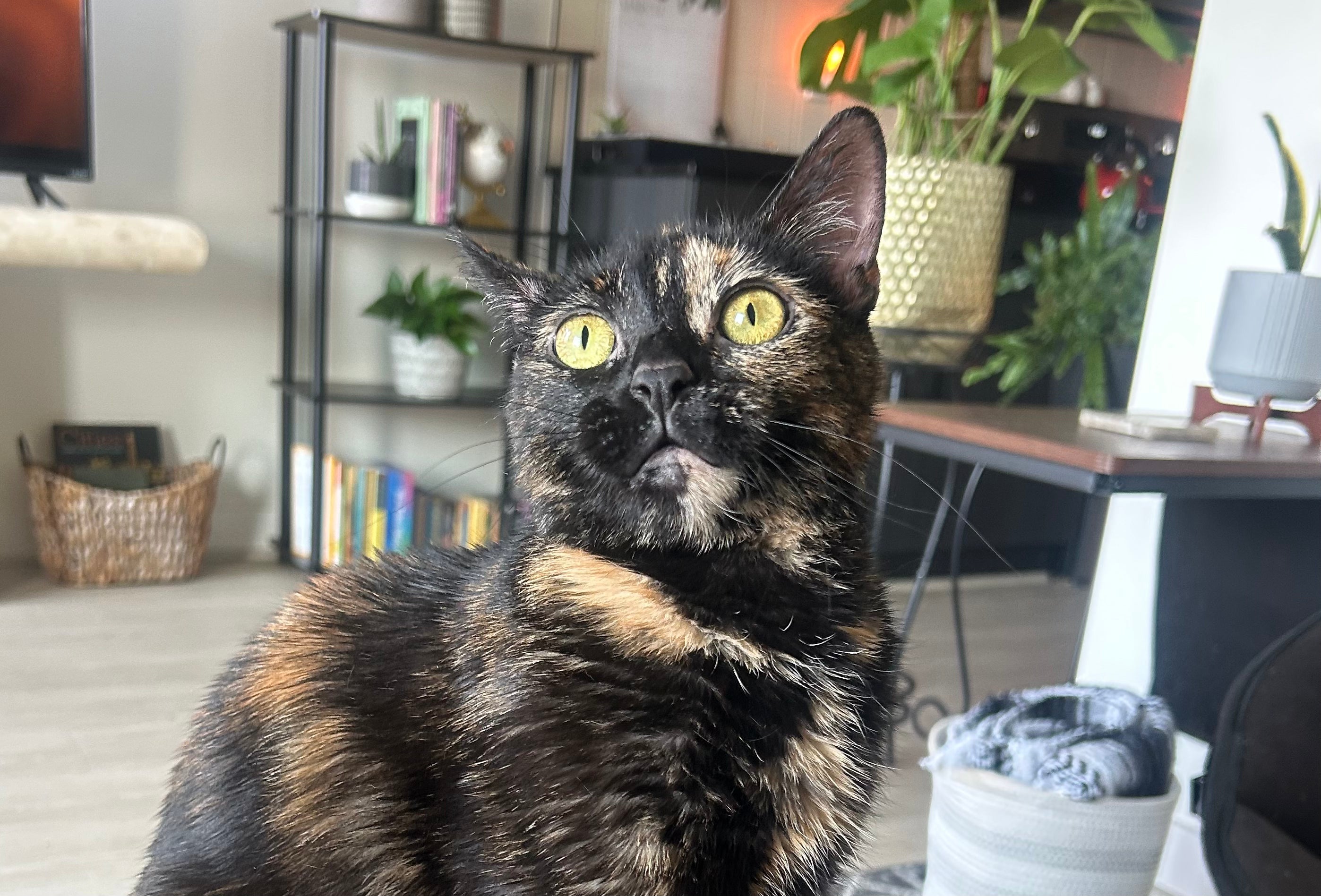 What is Tortitude? All About Tortoiseshell Cats
