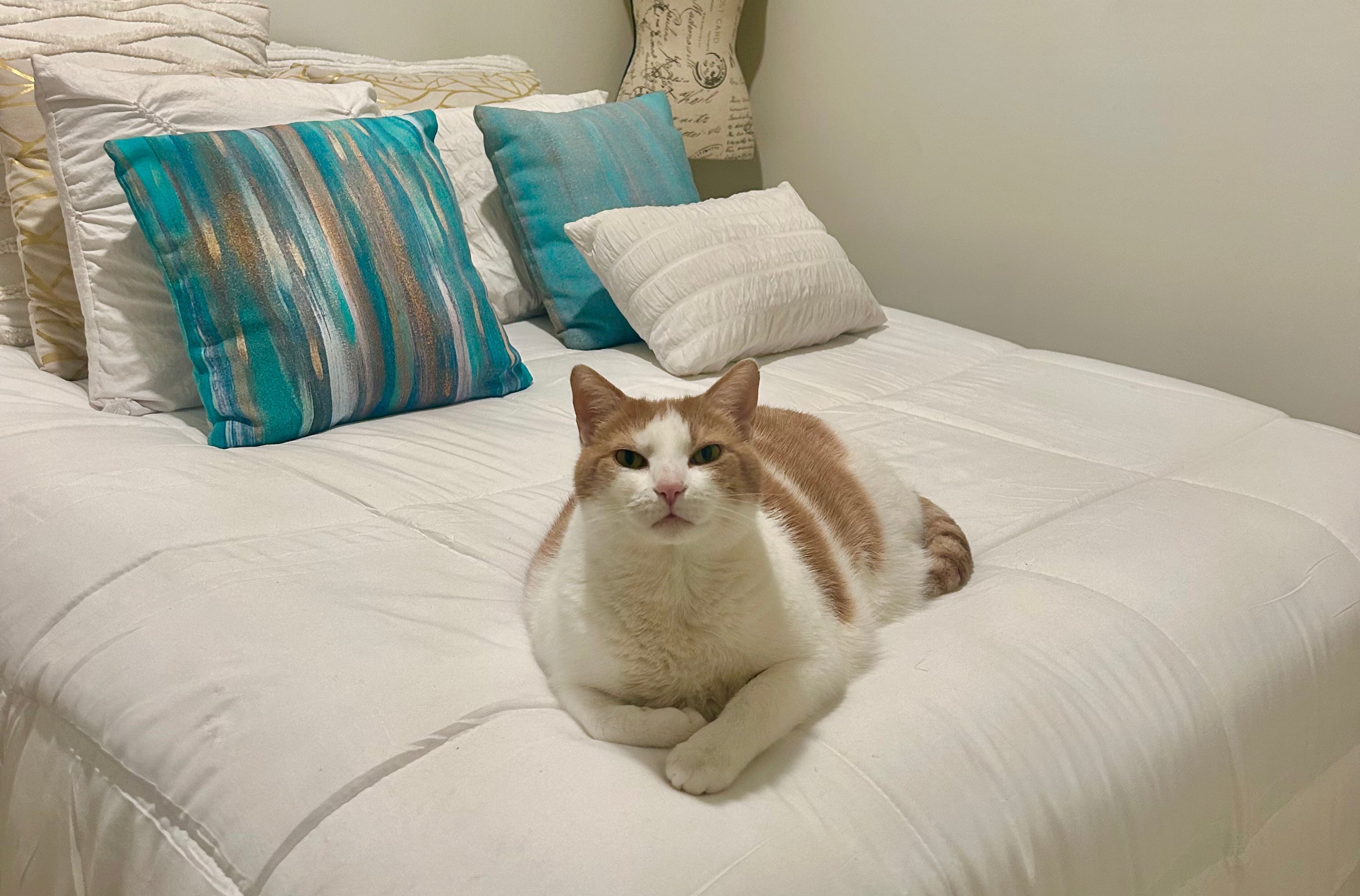 Coping with Loss After Losing a Pet